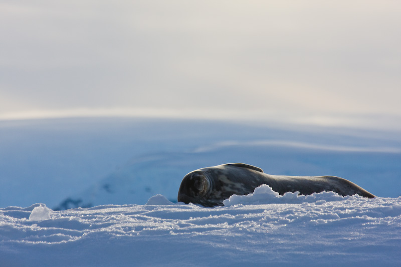 Weddell Seal On Iceberg